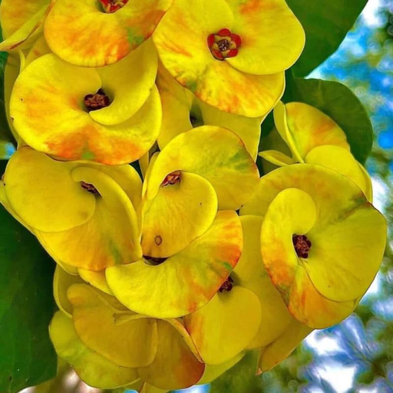 Yellow Crown of Thorns Plant Live, Euphorbia Milii Flowering Succulent Live Plant, 1 Feet Tall, Large Blooms