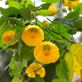 3 Abutilon Plants Live to Grow 5 to 9 Inch Tall, Lantern Abutilon Flowering Live Plants, Ornamental Abutilon Well Rooted Plug (Orange Abutilon Plants)
