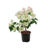 White Bougainvillea Tree Live Plant, 1 Year Old Ready to Plant Outdoor, Very Hardy, 6-10 Inches in Tall