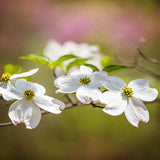 White Dogwood Tree Live Plant for Planting Outdoor, 6-13 Inch Tall, Dogwood Live Plant Dogwood Bush, Dogwood Plant Live, in Pot