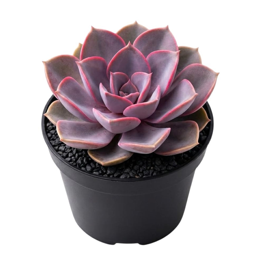 Purple Echeveria Live Plant, Echeveria Succulent Plant in 4 Inch Pot, Easy Care Succulent for Indoor Outdoor Houseplant