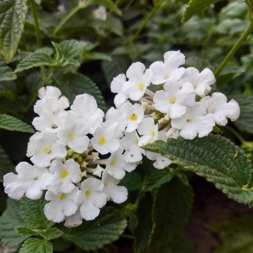 Pack 2 Lantana Live Plants, Trailing Lantana Flowering Plants 4-8 Inches, Ready to Plant Outdoor