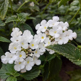 Pack 2 Lantana Live Plants, White Trailing Lantana Flowering Plants 4-8 Inches, Ready to Plant Outdoor