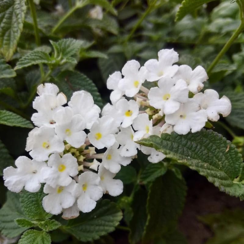 Pack 2 Lantana Live Plants, White Trailing Lantana Flowering Plants 4-8 Inches, Ready to Plant Outdoor