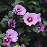 Pink Althea Plant, Quart Pot, 6-12 Inch Plants Rose of Sharon Flowering Shrub, Hardy Hibiscus Flower Plant for Outdoor Landscapes