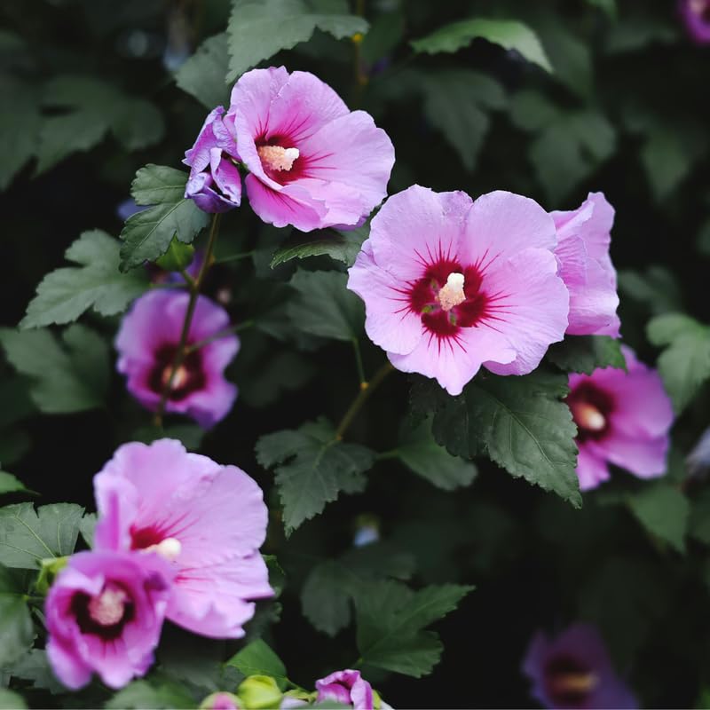Pink Althea Plant, Quart Pot, 6-12 Inch Plants Rose of Sharon Flowering Shrub, Hardy Hibiscus Flower Plant for Outdoor Landscapes