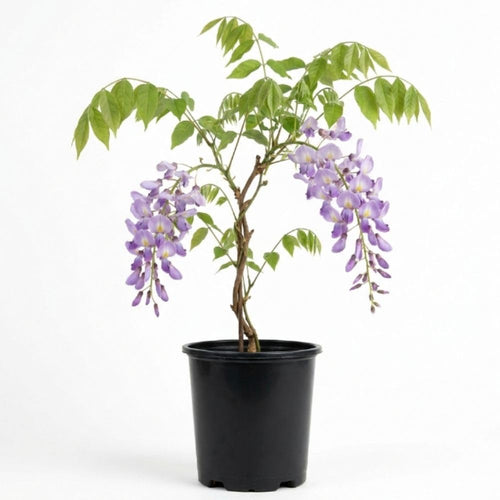 Purple Wisteria Live Plant, 2.5 Inch Pot - 6-12 Inch Tall Flowering Vine, Climbing Wisteria for Garden