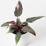 Princess Philodendron Plant, Rare Tropical Variegated Live Indoor Houseplant, 5-8" Tall, No Pot (Mixed Princess Philodendron Plants)