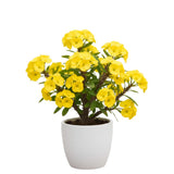 Live Crown of Thorns Plant, Hardy Crown of Thorns Succulent, 1 Feet Tall for Outdoor or Indoor Growing (Yellow)