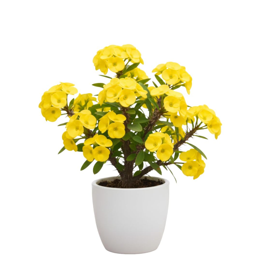 Live Crown of Thorns Plant, Hardy Crown of Thorns Succulent, 1 Feet Tall for Outdoor or Indoor Growing (Yellow)