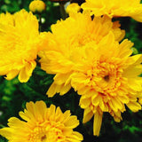 2 Live Chrysanthemum Plants, Mums Plants Live from 5 to 7 Inc Long, Well Rooted (Yellow)