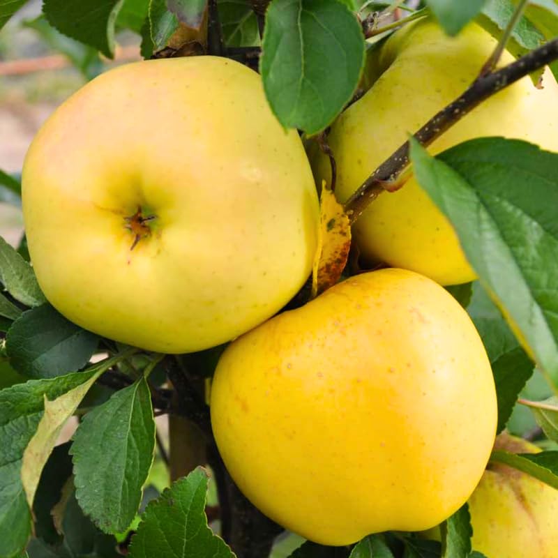 Delicious Apple Tree Live Plant, Bareroot 2 to 3 Feet Tall, Sweet Apple Plant Live for Planting, Live Apple Tree Plant, Apple Fruit Tree (Yellow Apple)