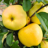 2 Yellow Delicious Apple Trees Live Plant, Apple Plant Live for Planting, 2 Feet Tall, Bareroots, Apple Tree Plant, Apple Fruit Tree