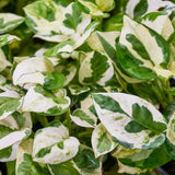 Variegated Green White Pothos Live Plant, 4-6" Tall Hanging Houseplant, Pothos Plant for Indoor Outdoors Garden, Live Houseplants Without Pot