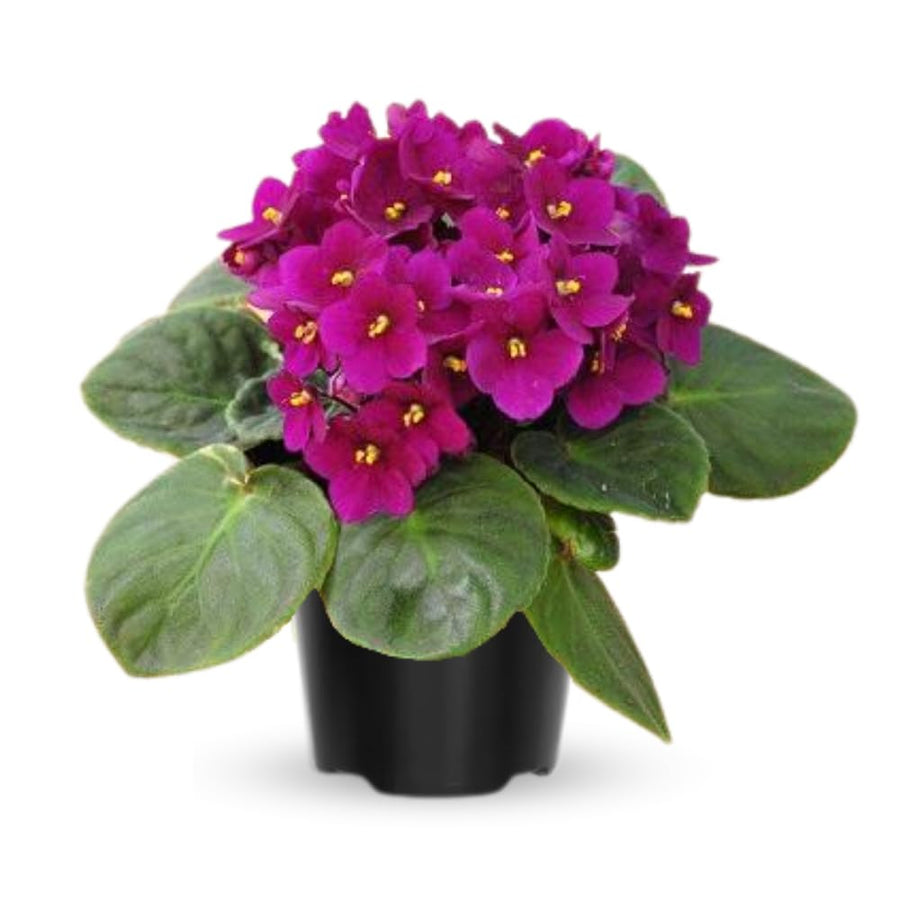 African Violets Live Plants, African Violet Plant Live House Plants, 4 Inc Potted, 4 to 6 Inc Long (Purple)