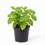 2 Cuban Oregano Plant 4 to 5 Inch Tall in 4" Pot, Fragrant Cuban Oregano Seedling Plant Live for Planting, Herb Plants Indoor Outdoor
