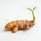 Set 10 Turmeric Root, Fresh Yellow Turmeric Roots, Curcuma Longa Ginger Roots for Planting or Culinary, Suited for Zones 8 to 11