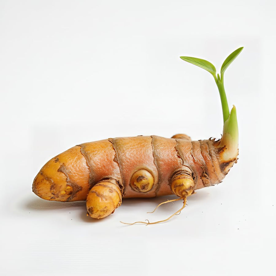 Set 10 Turmeric Root, Fresh Yellow Turmeric Roots, Curcuma Longa Ginger Roots for Planting or Culinary, Suited for Zones 8 to 11
