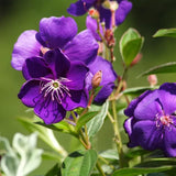 Lot 4 Purple Tibouchina Plants Live for Planting 5 to 8 Inch Tall, Fragrant Tibouchina Bush Live Plants