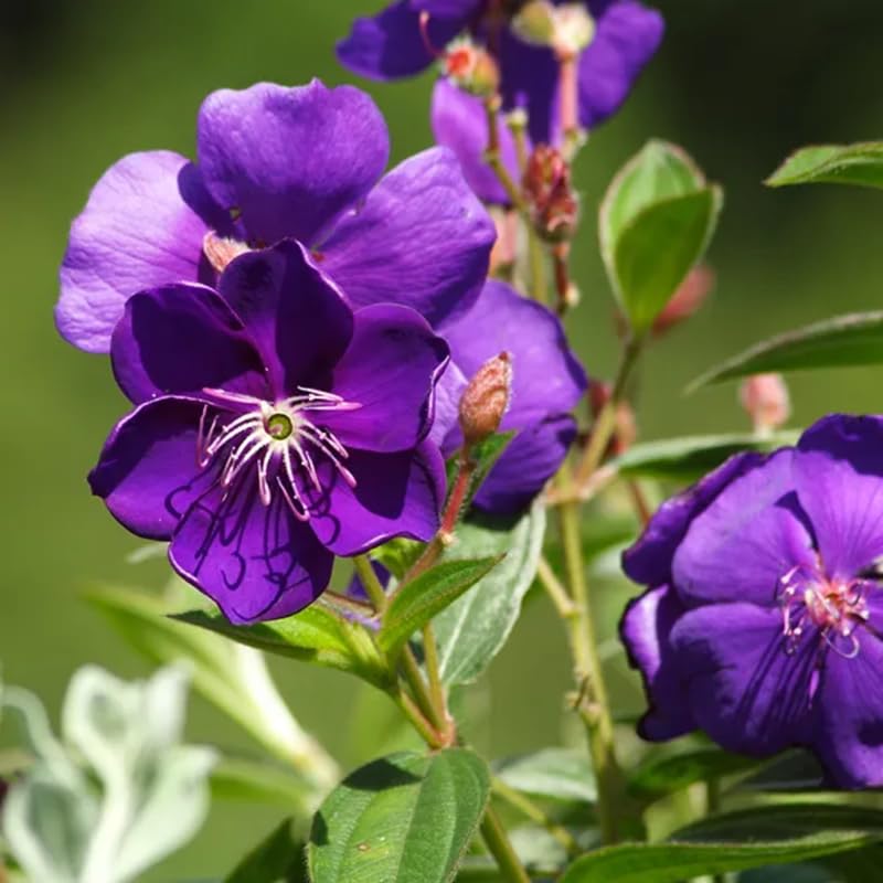 Lot 4 Purple Tibouchina Plants Live for Planting 5 to 8 Inch Tall, Fragrant Tibouchina Bush Live Plants