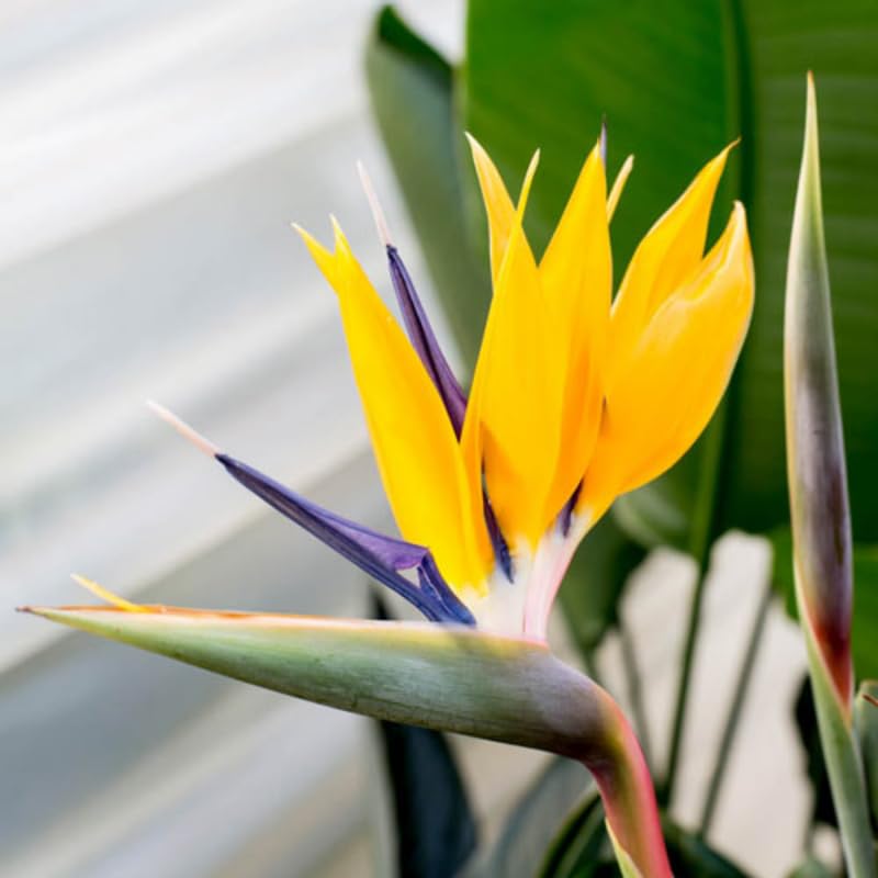 Bird of Paradise Plant Live, 5" to 12" Tall, Established Roots, Strelitzia Reginae Live Plant Houseplant Indoor Outdoor (Yellow)