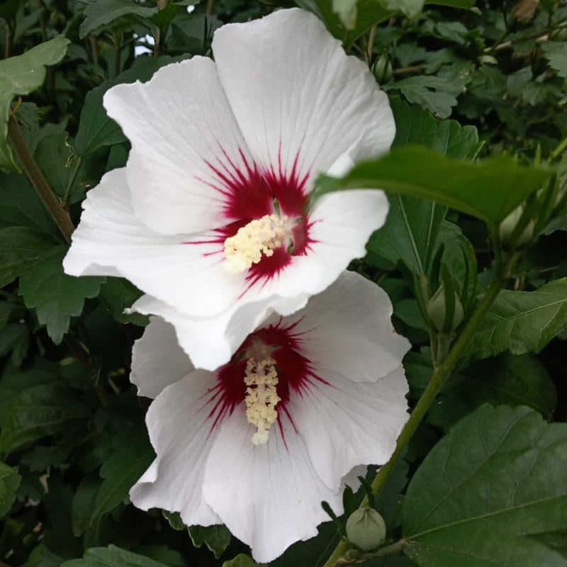 White Althea Plant, Quart Pot, 6-12 Inch Plants Rose of Sharon Flowering Shrub, Hardy Hibiscus Flower Plant for Outdoor Landscapes