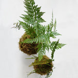 5 Maidenhair Fern Rhizomes Live Plants for Planting, Ferns Live Plants Outdoors Indoors Full Shade, Bare Roots, Fast-Growing