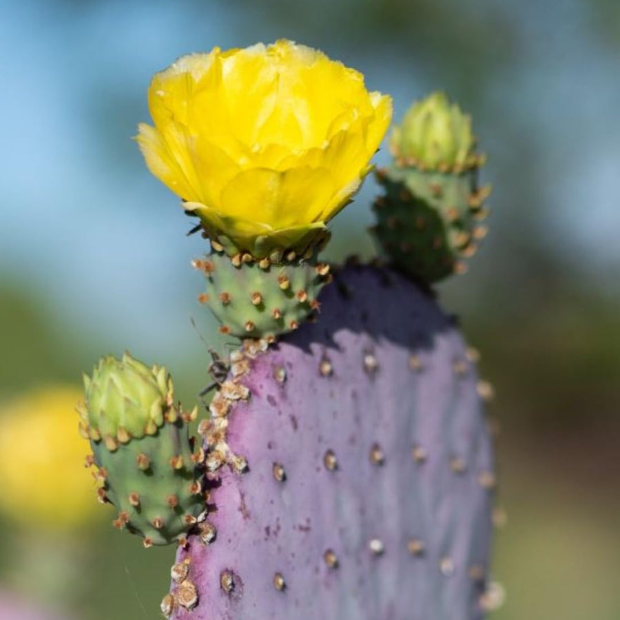 Live Purple Prickly Pear Cactus Plant, Cold Hardy Prickly Pear Succulent, 6-8 Inches Tall, for Outdoor or Container Growing