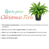 5 Rare Fern Rhizomes Live Plants for Planting, Ferns Live Plants Outdoors Indoors Full Shade, Bare Roots, Fast-Growing