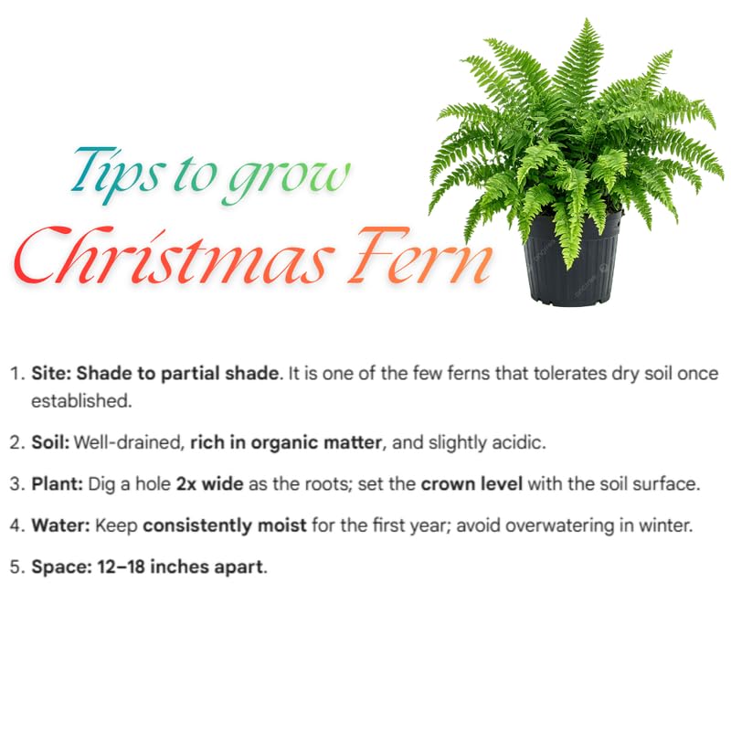5 Rare Fern Rhizomes Live Plants for Planting, Ferns Live Plants Outdoors Indoors Full Shade, Bare Roots, Fast-Growing