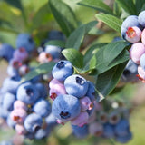 2 Blueberry Plant Live 1 Year Old, Sweet Blueberry Bush Live Plant, Blueberry Tree Live, Blueberries Shrub (Earliblue Blueberry Plants)