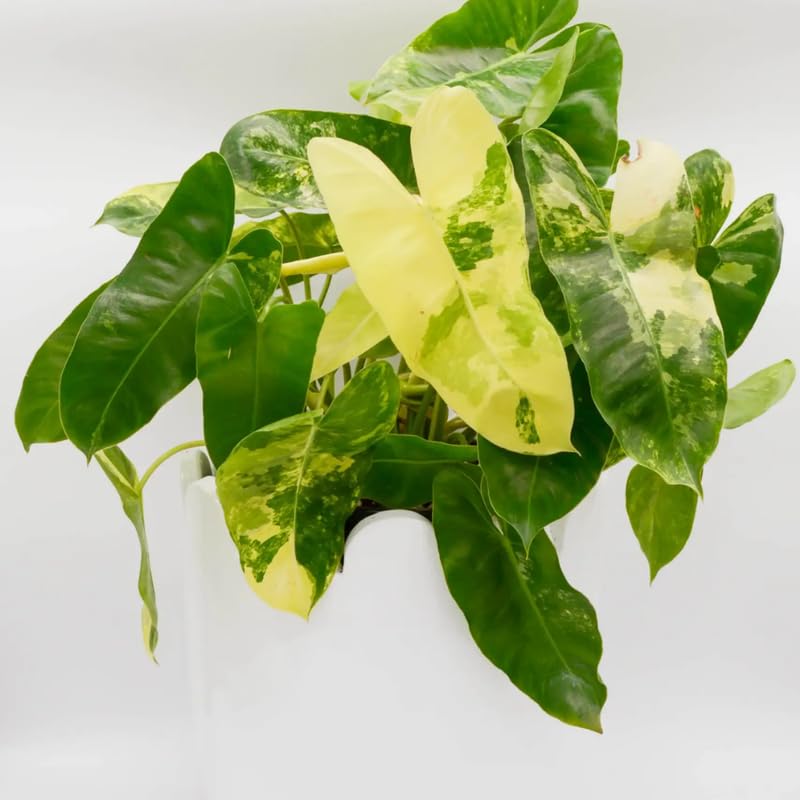 2 Rare Philodendron Live Plants Varieties Collection, Philodendrons Plants Size 5-9 Inc for Indoor Houseplant Décor, Ornamental Tropical Well-Rooted (Variegated Vining Philodendron Plants)