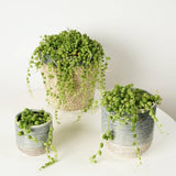 String of Pearls Plant Live, Trailing Succulent Vine, Indoor Hanging Houseplant, 4 Inch Pot
