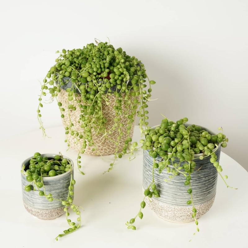 String of Pearls Plant Live, Trailing Succulent Vine, Indoor Hanging Houseplant, 4 Inch Pot