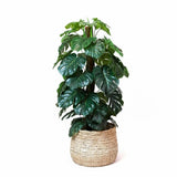 Monstera Plant Live, Rare Tropical Monstera Well Rooted, Live Philodendron Indoor Houseplant 4-8 Inches Ready to Grow (Deliciosa Monstera)