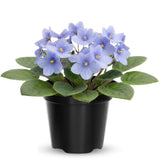 Light Blue African Violets Live Plant in 4" Pot, Starter African Violet for HouseplantIndoor Outdoor Home Decor