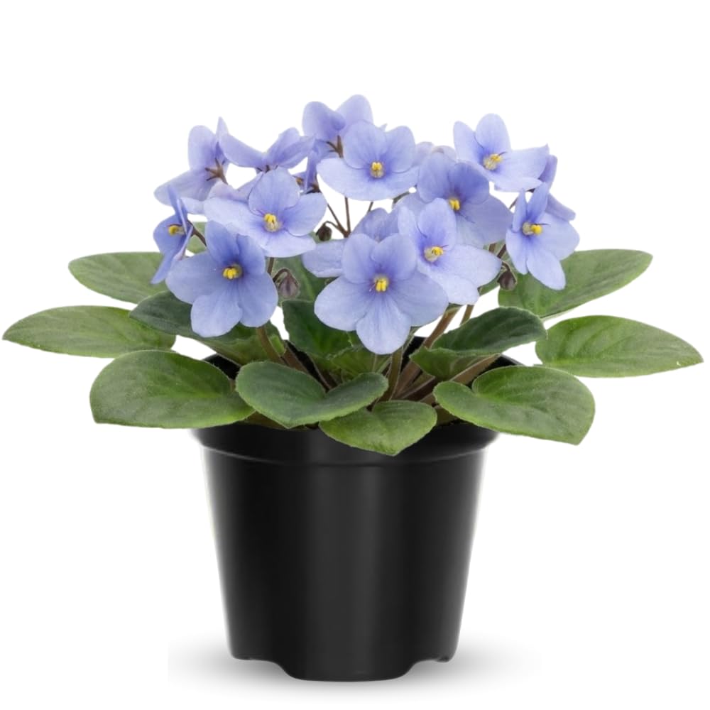 Light Blue African Violets Live Plant in 4" Pot, Starter African Violet for HouseplantIndoor Outdoor Home Decor