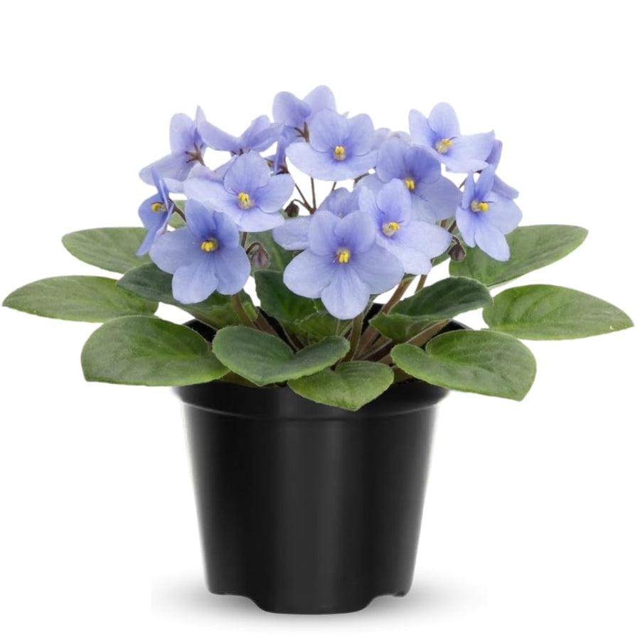 Light Blue African Violets Live Plant in 4" Pot, Starter African Violet for HouseplantIndoor Outdoor Home Decor