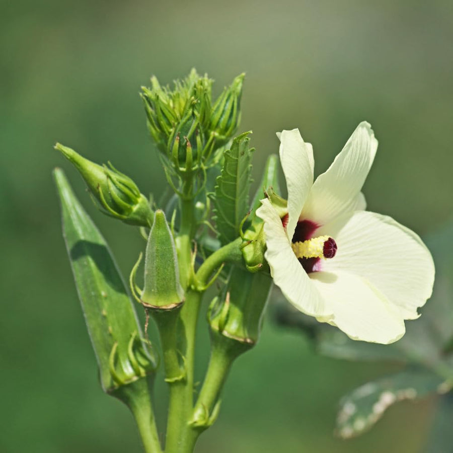 Okra Live Plant in 4" Pot, Okra Seedling from 3-5 Inches Tall, Edible Vegetable Plant for Outdoor Growing, Backyard Gardens and Raised Beds, 2PPP