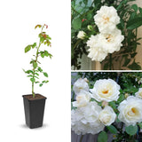 White Climbing Roses Live Plants 7 Months Old, Rose Bushes Ready to Plant 5-9" Tall, Very Fragrant, Can Grow As Climber or Bush Tree or Trellises, Walls, Fences