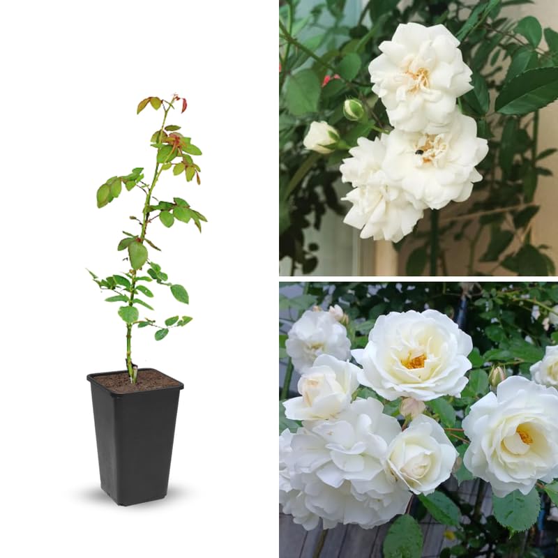 White Climbing Roses Live Plants 7 Months Old, Rose Bushes Ready to Plant 5-9" Tall, Very Fragrant, Can Grow As Climber or Bush Tree or Trellises, Walls, Fences