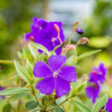 Lot 4 Purple Tibouchina Plants Live for Planting 5 to 8 Inch Tall, Fragrant Tibouchina Bush Live Plants