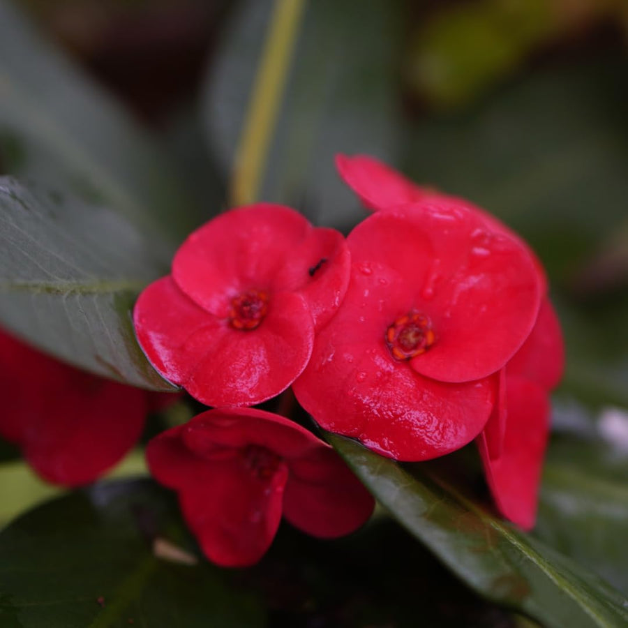 Live Red Crown of Thorns Plant, Hardy Crown of Thorns Succulent, 4 Inch Pot for Outdoor or Indoor Growing