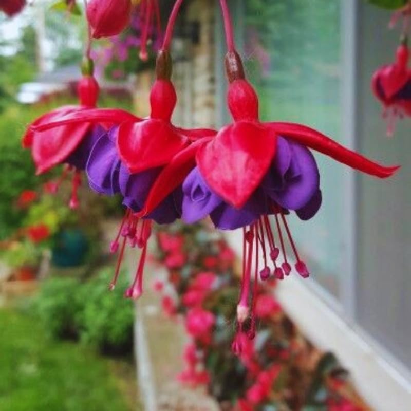 Set 2 of Hardy Fuchsia Plants Live Hanging Basket, 4 to 6 Inc Long, Blue Eyes Fuchsia Live Plant Gardening Planting