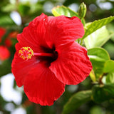 Red Hibiscus Plant Live, Hardy Hibiscus Flowers Colorful Blooms for Outdoor Landscapes, 8-10 Inch Height, Hibiscus Shrubs, No Pot, Well-Rooted