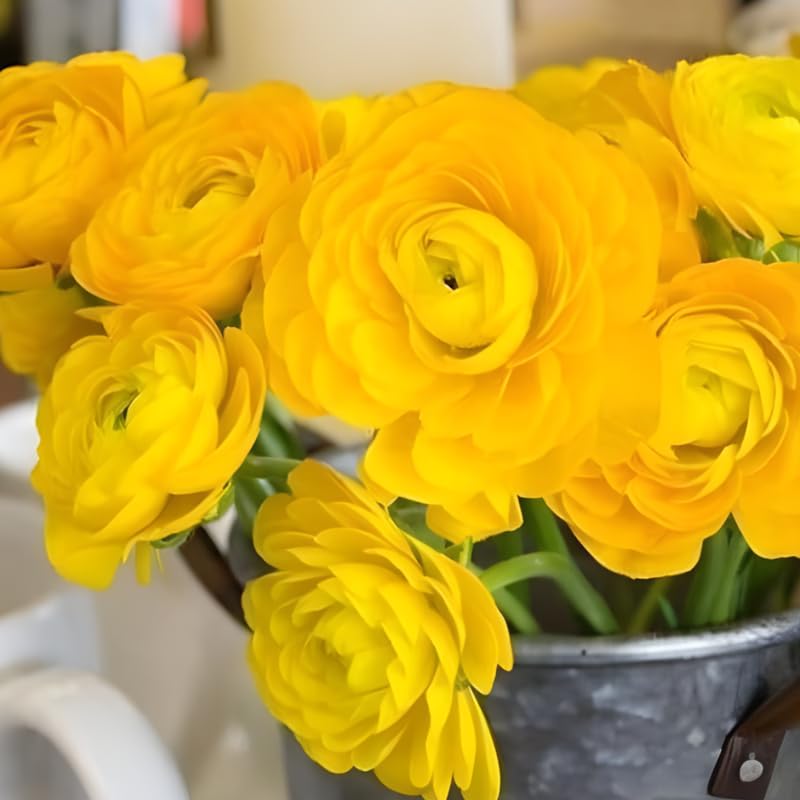 25 Pink Large Ranunculus Bulbs for Planting, Ranunculus Corms, Buttercup Flower Bulbs Spring Fall Growing