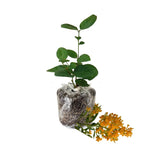 Orange Jasmine Plant Live, Fragrant Jasmine Flowering Vine Plant 4-9 Inch, Climbing Jasmines Well Rooted Houseplant Indoor Outdoor