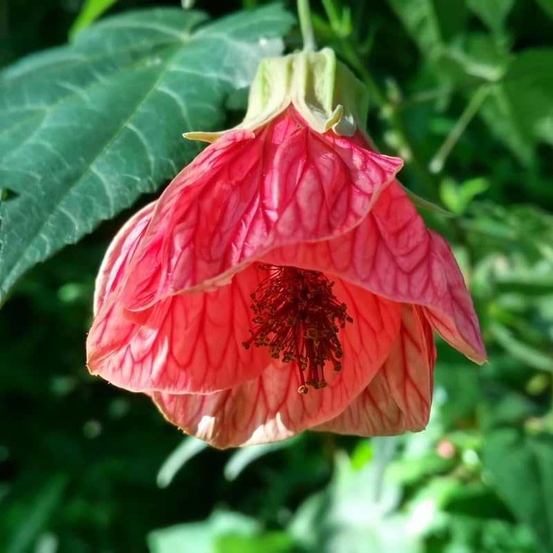 3 Abutilon Plants Live to Grow 5 to 9 Inch Tall, Lantern Abutilon Flowering Live Plants, Ornamental Abutilon Well Rooted Plug (Orange Abutilon Plants)