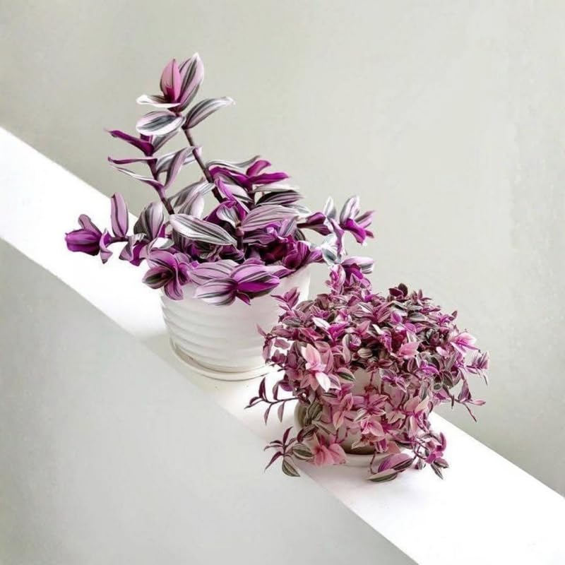 3 Mixed Wandering Jew Live Plants 3-5 Inches, Tradescantia Indoor Plants, Colorful Trailing Houseplant Potted