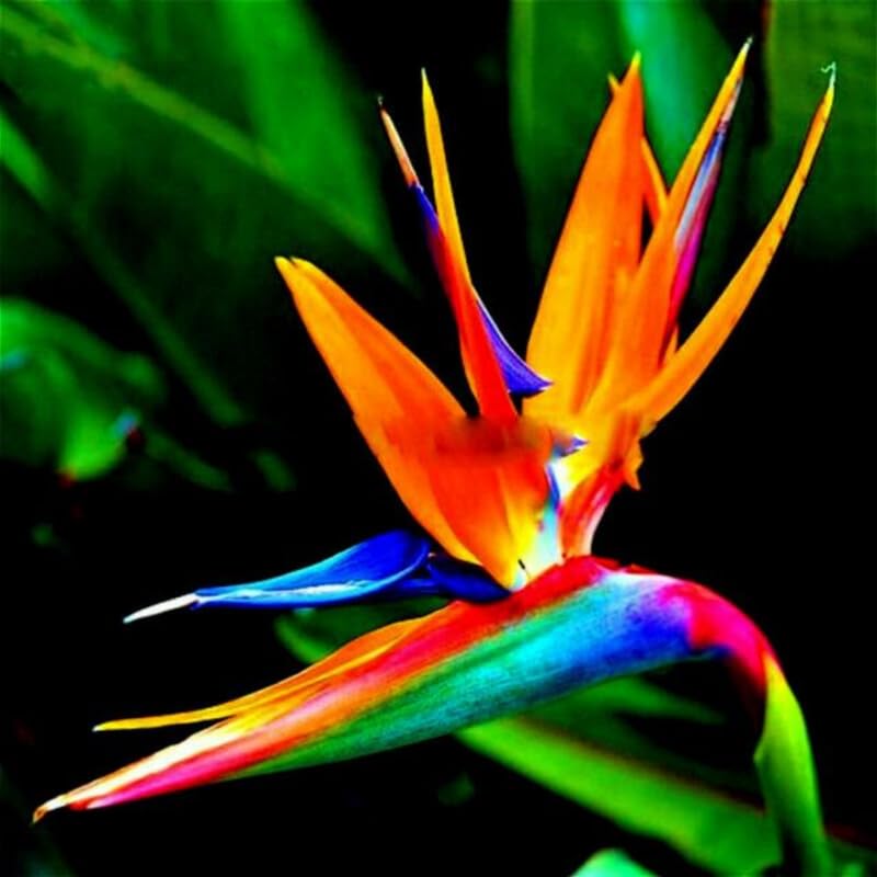 Set 2 Orange Bird of Paradise Plants Live, Strelitzia Reginae Live Plant, Established Roots, 5 Inc to 1 Feet Tall, No Pot